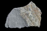 Pennsylvanian Fossil Fern (Sphenopteris) Plate - Kentucky #154689-1